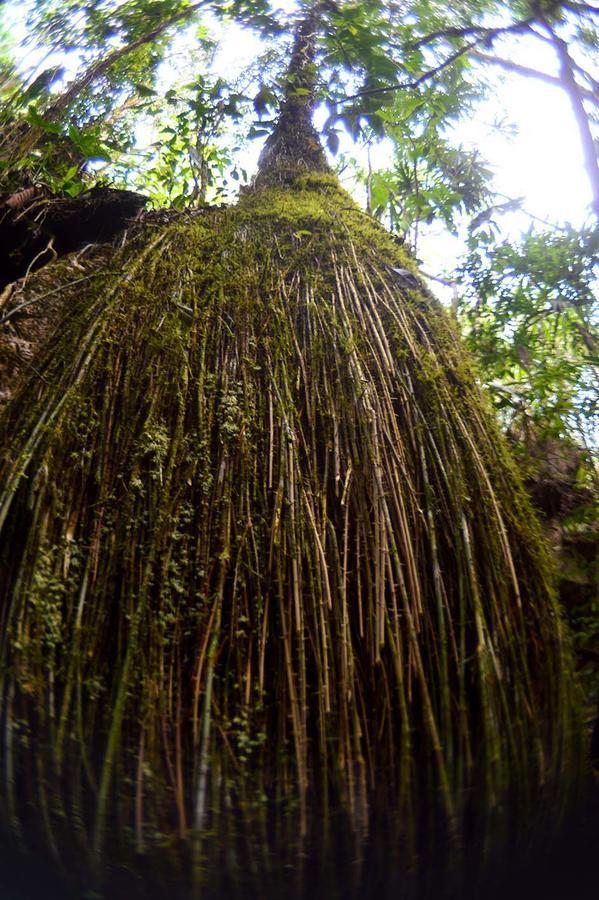 La Fortuna Gallo Giro Ecolodge Las Nubes Chiapas מראה חיצוני תמונה