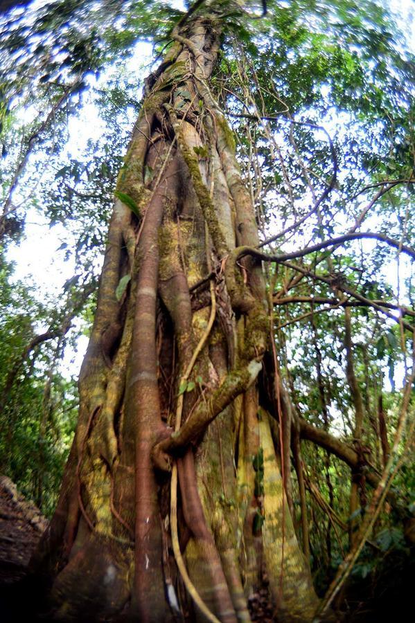 La Fortuna Gallo Giro Ecolodge Las Nubes Chiapas מראה חיצוני תמונה